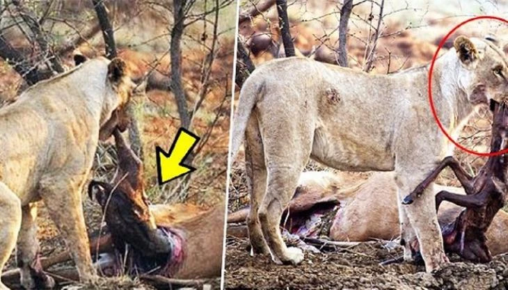 Λιοντάρι τρώει ελάφι που ήταν έγκυος – Αυτό που κάνει στη συνέχεια ξεπερνά κάθε λογική